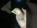 Download Lagu Suara Anak Ayam Memanggil Induknya