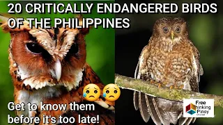 top 20 endangered birds in the philippines mga kakaibang ibon na malapit nang maubos sa pinas