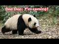 Download Lagu Duo Duo: Coming, Nanny! Am I the last one in?