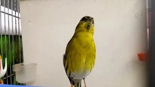 طائر النعار بتغريد الحسون والكناري و نوطة الدوري 