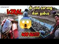 Download Lagu MENGERIKAN , RACUN IKAN GABUS HASILNYA 400 KG !!! HAMA TAMBAK