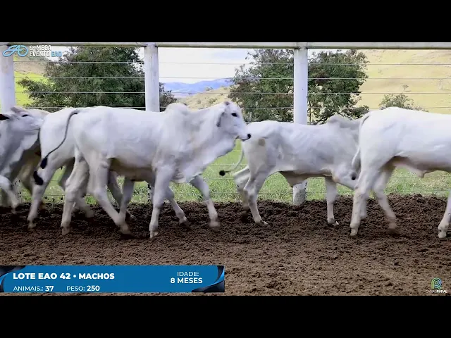 Lote 42