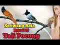 Download Lagu Mengenal Lebih Jauh Dengan Burung Tali Pocong Alias Seriwang Asia