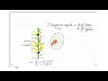 Phyllotaxis - Part 1