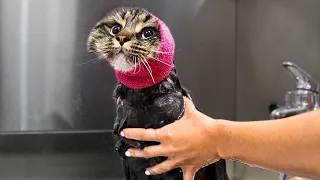 If Unbothered Was a Cat