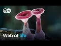 Download Lagu The wonderful world of fungi | DW Documentary