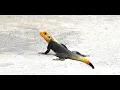 Leapin Lizard