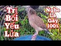 Download Lagu Chim cu gáy / Cu Gáy Mồi Gù Thúc Gọi kích bổi nhanh nổi / bổi yếu cỡ nào nghe là phải gáy  #cugáy809