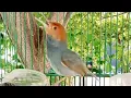 Download Lagu masteran paling di cari‼️suara pikat prenjak merah jantan gacor ngotot emosi merayu lawan