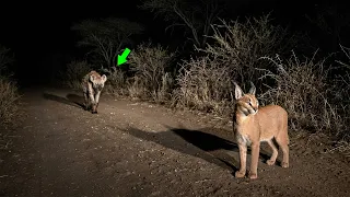 Esta hiena pensó que atacar al caracal sería fácil… ¡mira lo que pasó!