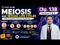 Chapter 13B meiosis and genetic variation Campbell Biology 13th edition