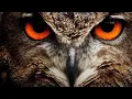 Download Lagu SUARA PIKAT BURUNG HANTU TERBAIK PALING DI CARI