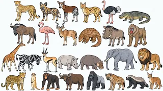 Coloring African Animals   Wild Animals Coloring with Markers