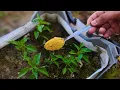 The SECRET Powder That Makes Plants Grow Faster Repels Pests