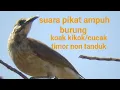 mp3 suara pikat burung cucak timor|| suara pikat burung koak kikok ampuh