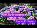 If You Prune Hydrangeas This Way They ll Bloom Profusely