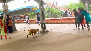 langur monkey Hanuman langur monkey mode funny monkey channel Was Hanuman a langur