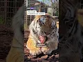 Download Lagu Deense zoo zoekt huisdieren als voedsel voor roofdieren