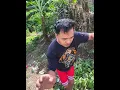 Download Lagu Naghukay ako ng UBE #ube #food #rootcrops