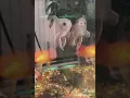 Download Lagu So beautiful in white #aquascape #fishing #koi #fishcare
