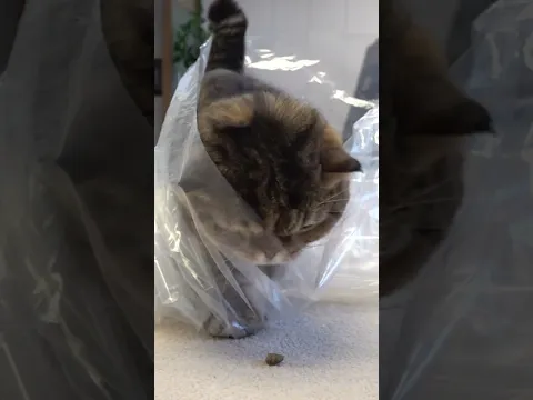 The Cat Who Beat Brains with Brawn