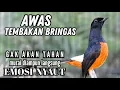 Lagu murai batu FIGHTER BONGKAR ISIAN !! Ampuh buat PANCINGAN murai batu malas bunyi jadi EMOSI FIGHTER