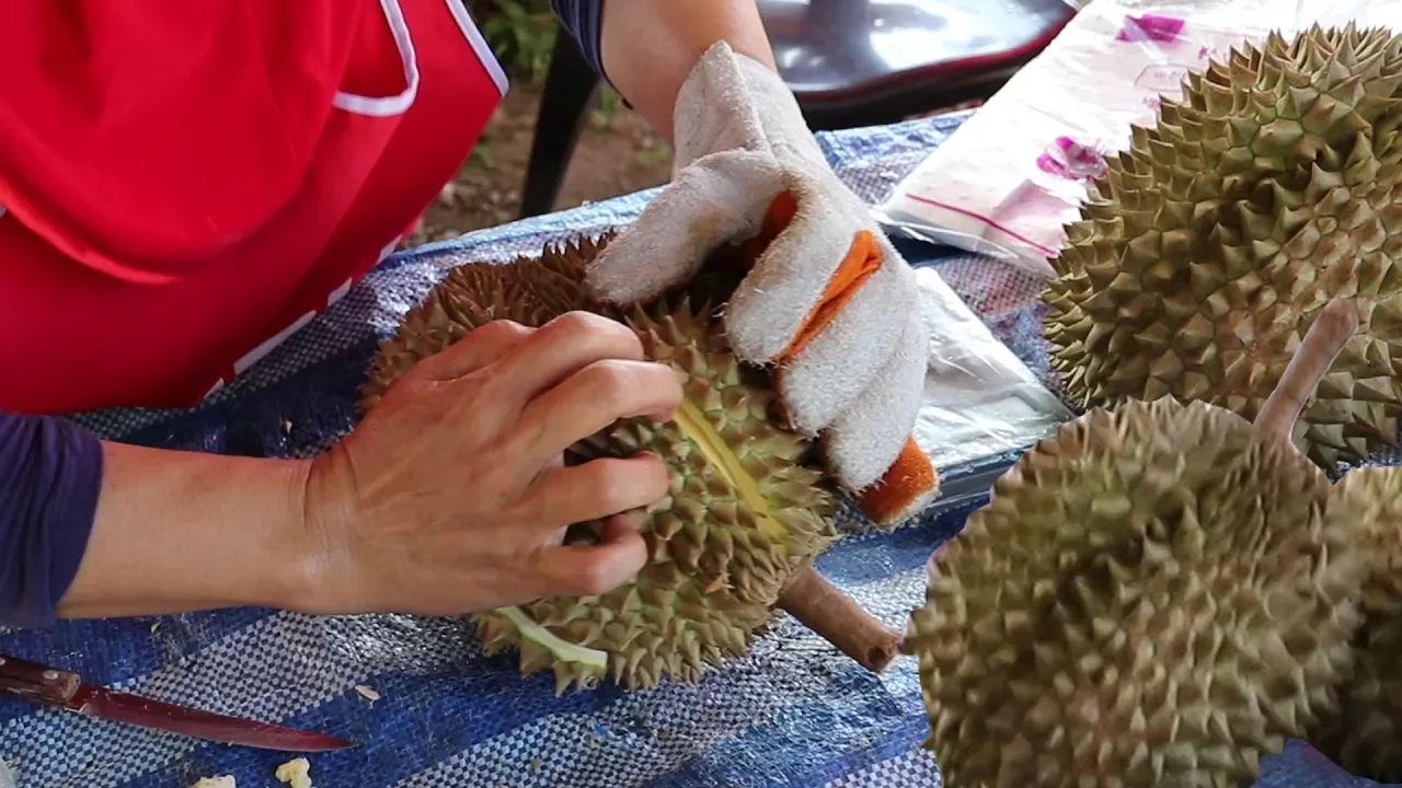 How to Open a Durian Fruit & Durian Variety Taste Test. Thai Food in Thailand 