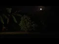 GARDENIA TRAILER 1