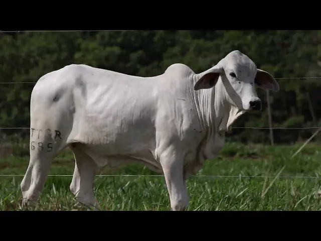 Novilha Tabapuã TTAR - 685