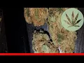 Hawaiian Dream - All About This Strain