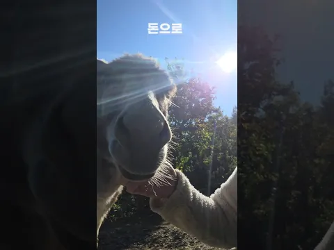 돈으로 살 수 있는 것
