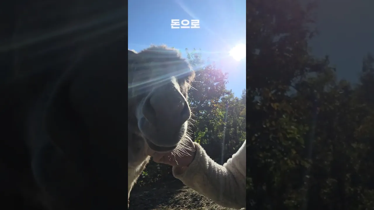 돈으로 살 수 있는 것
