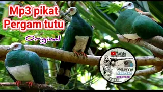 Download SUARA PIKAT BURUNG PERGAM TUTU MP3
