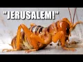 Potato Bug Facts the JERUSALEM Cricket Animal Fact Files