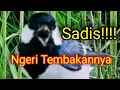 Download Lagu SADIS MATERI GELATIK BATU GACOR INI + ISTIMEWAH