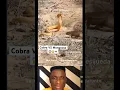 Snake (Cobra) vs Mongoose #mongoose #snake #cobra #wildanimals #shorts #animal