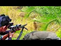 Download Lagu BERBURU LAGI DAN LAGI TUMBANGKAN 1 EKOR BABI BETINA JUMBO MAKAN BUAH SAWIT wild boar hunting