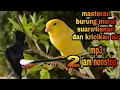 Download Lagu MASTERAN MURAI SUARA KENARI||2 JAM NONSTOP