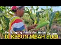 Download Lagu PETIK JAGUNG MANIS DAN BUAH NANAS🍍DILAHAN MBAH @SUGI ,ADA JUGA JAGUNG KETAN HITAM ‼️