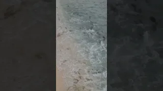 Sharks Getting Beached While Hunting!
