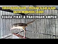 Download Lagu CIBLEK ALANG ALANG / PRENJAK ALANG ALANG PIKAT GACOR SUARA JERNIH