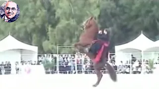 ركبنا ع الحصان   دندنها