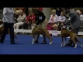 2012 Eukanuba National Championship Boxers