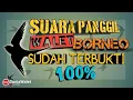 Download Lagu SUARA PANGGIL BURUNG WALET ASLI BORNEO TERBAIK