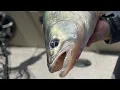Hammering Jumbo Walleye on portable ArcLab Livescope