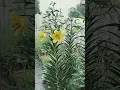 Download Lagu Massive Oriental Lilies!! #biglilies #specialtycutflowers #theflowerpodcast #cutflowerscott