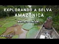 Download Lagu SELVA AMAZÔNICA E SEUS ENCANTOS - MACACO DA CARA VERMELHA - VÍDEO 80