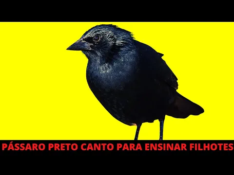 Download MP3 PÁSSARO PRETO CANTO PARA ENSINAR FILHOTES