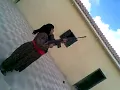 انشهد انها قويه راس