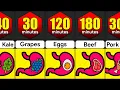 How Long Do Foods Stay In Your Stomach Comparison